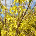 Forsythia x intermedia 'Spectabilis' P9 (2)
